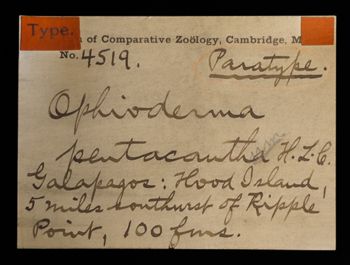 Media type: image;   Invertebrate Zoology OPH-4519 Description: Original handwritten specimen labels;  Aspect: labels